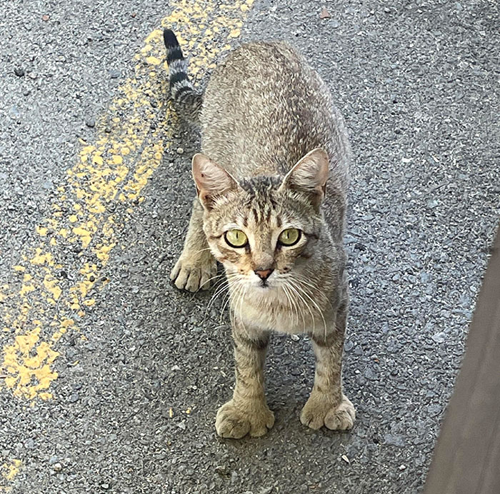 Este gato que vive en el estacionamiento de mi trabajo tiene dedos extras