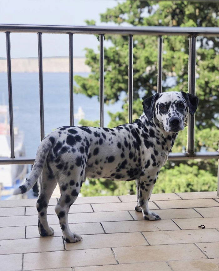 Este es Dino y tiene enanismo. Es un niño muy pequeño