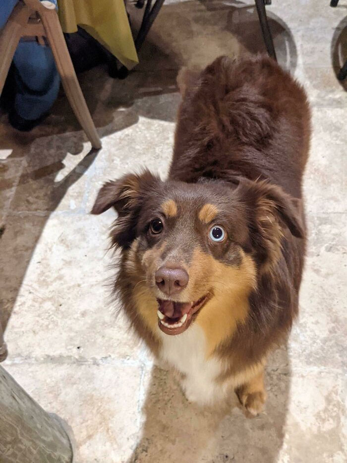 My Cousin's Dog Has Heterochromia