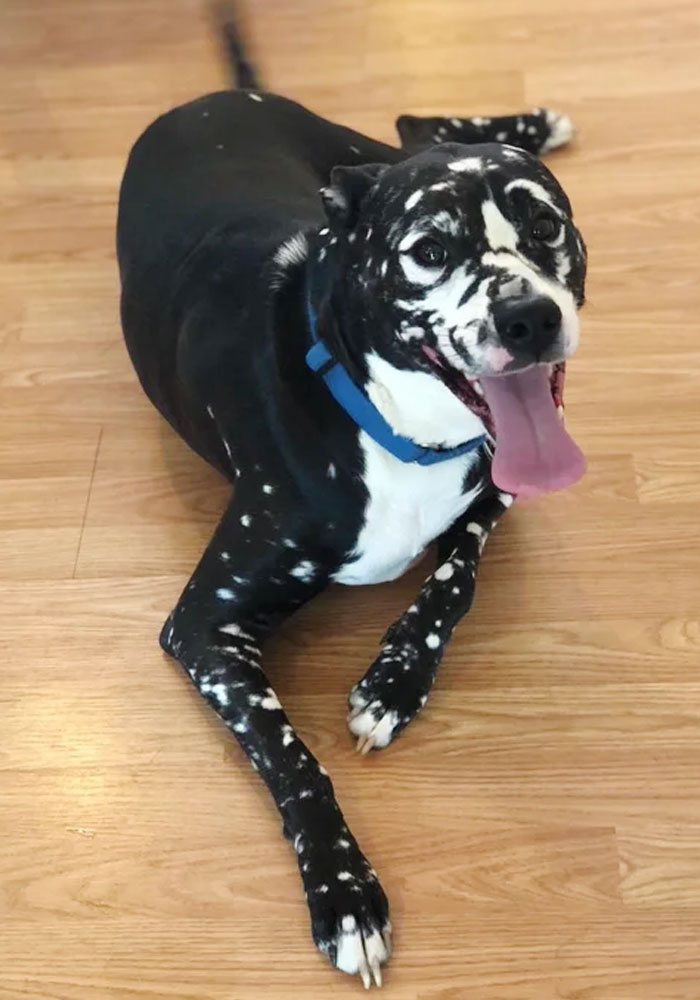 I'm Atlas And I Only Exercise To Chase Bees