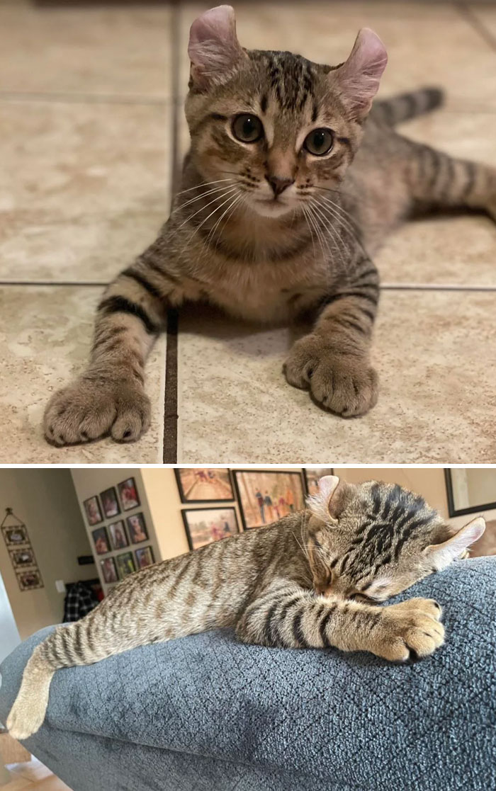 Cosmo And His Many Toes