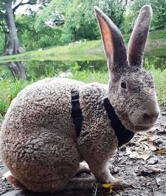Astrex Bunnies. A Rare Rex Fur Mutation, Have Curly Coats. Little Sheep Bunnies