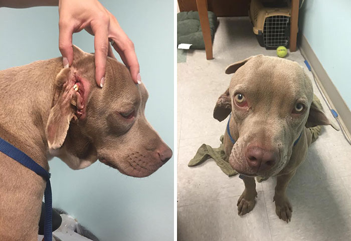 Poor Esmeralda Has A Deformed Head. She Has Four Ears, And Teeth Growing From One Of Them. Possibly Limited Hearing