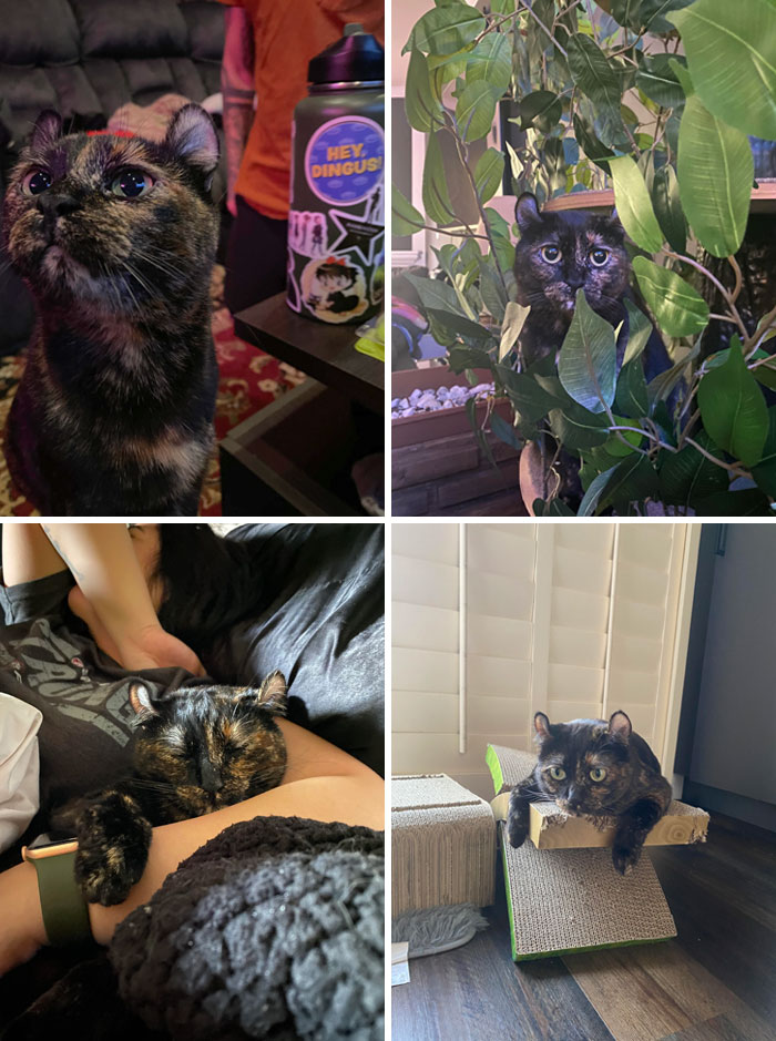 My Curled Ear Menace