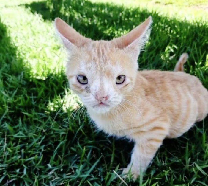 Cat With Trisomy 19 (Human Down Syndrome-Like)