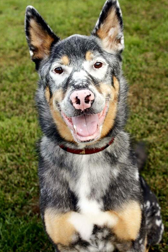 Recently Adopted 7-Year-Old Australian Shepherd With Vitiligo