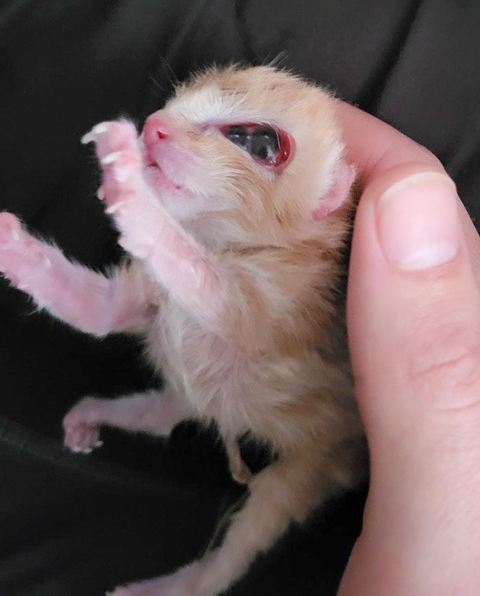 My Newborn Kitten Was Born 3 Eyed