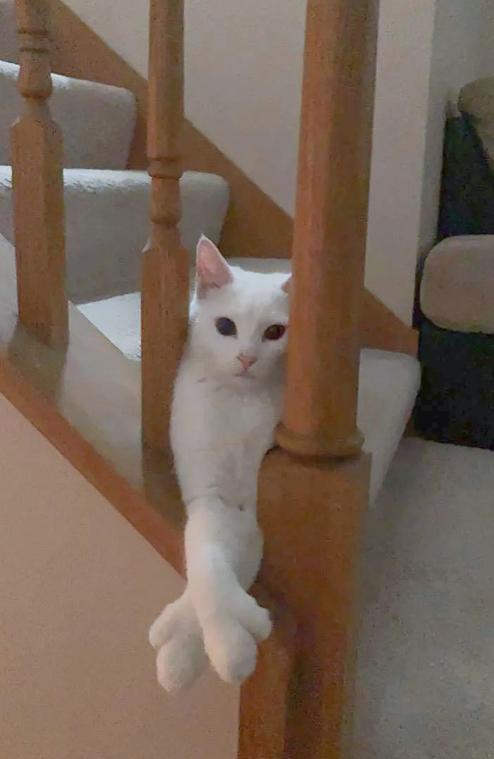 My Extra Toed Little Guy