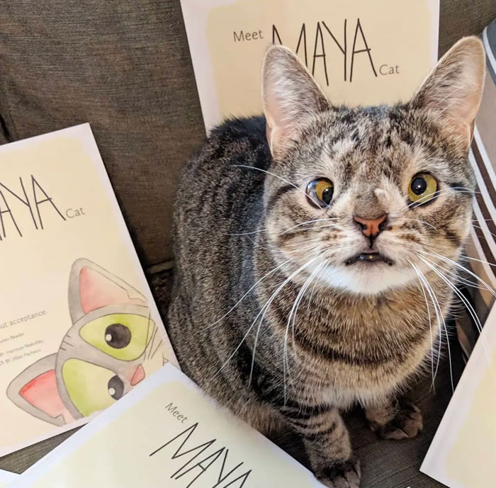 You've Probably Heard Of Down Syndrome In Cats, Especially For Some Cases Of Genetic Malformations In Felines That Have Become Very Popular