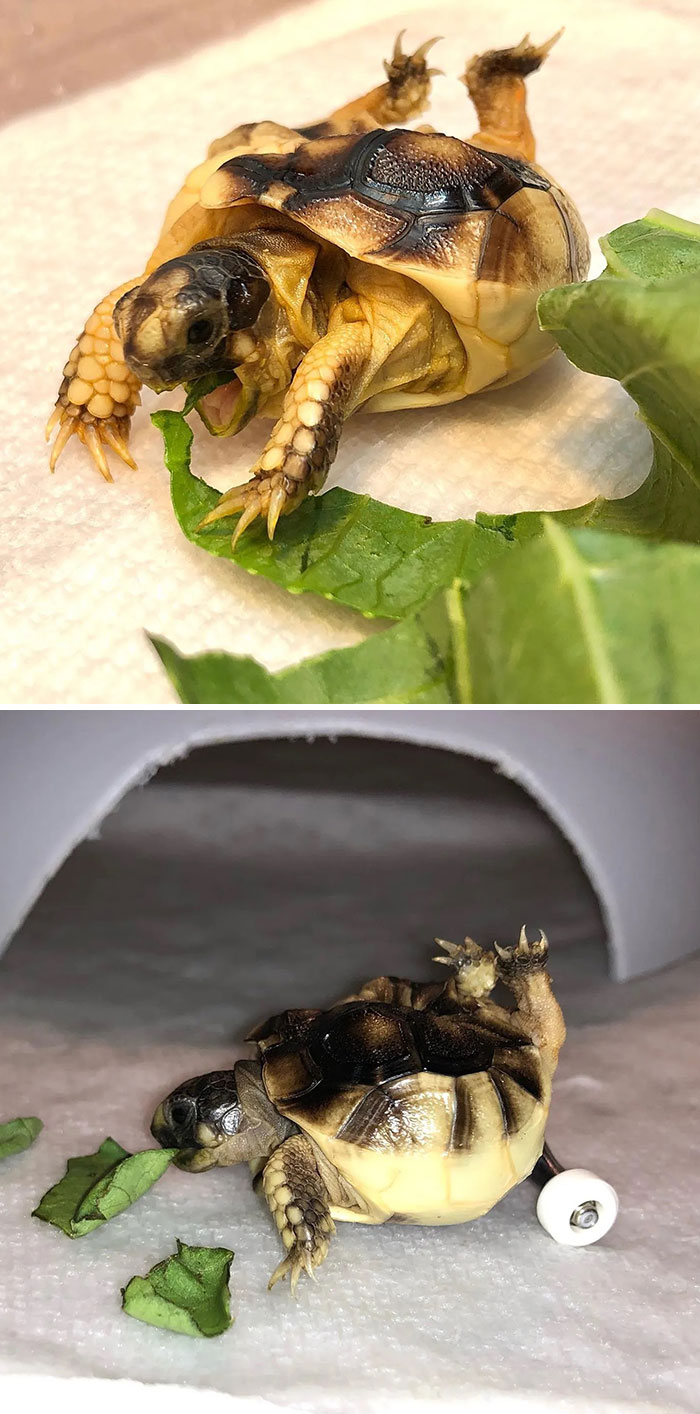 Helix Was Born With A Spinal Deformity. He Couldn’t Use His Back Legs, But He Got Wheels