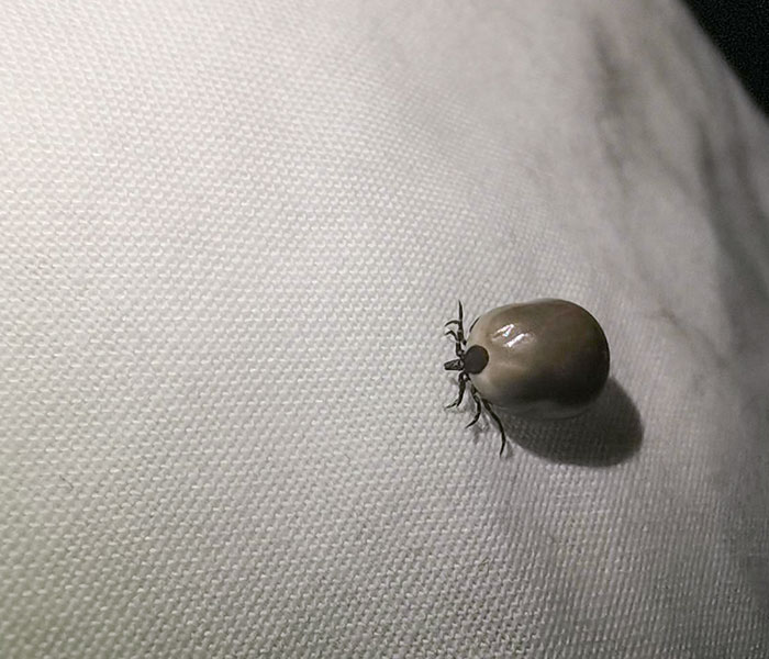 Found This Li'l Cutie On My Bed