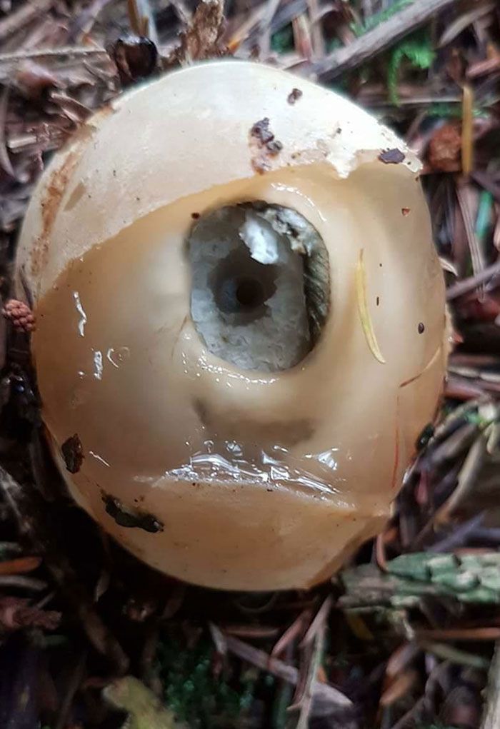 “Fungeye” Natures Expression Of Human Body Parts