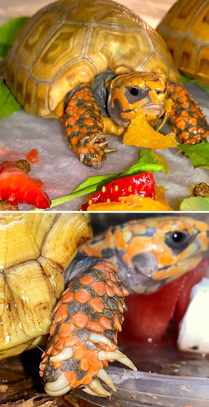 Meet Polly, Short For Polydactyl. She Has 10 Toes On One Foot. Talk About A Rare Hypo Redfoot Tortoise, Then Add On A Deformity Like Polydactyl And She Becomes Even More Rare