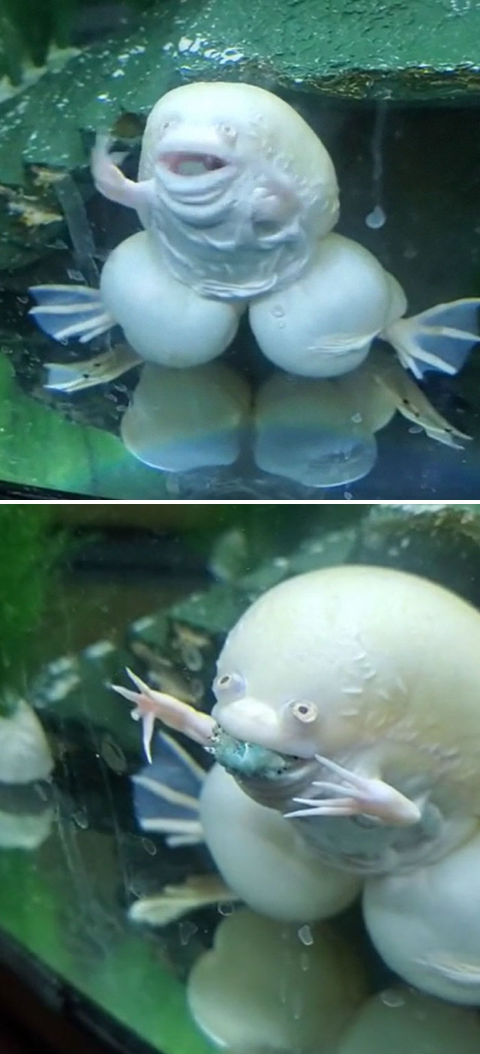 Thanks, I Hate This Frog