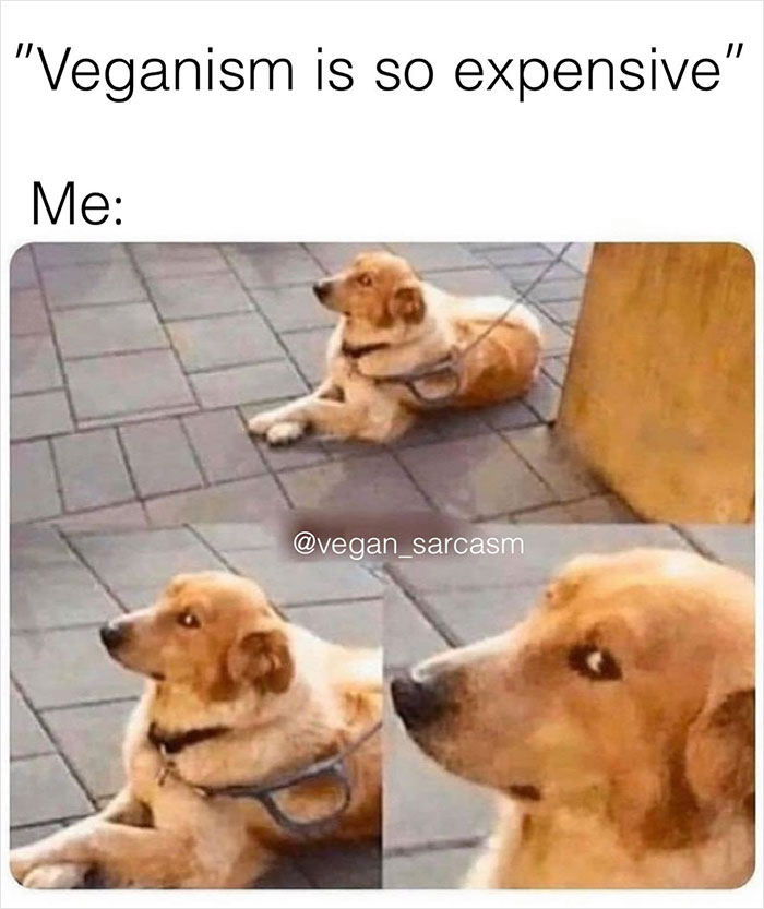 Vegan-Memes-Instagram