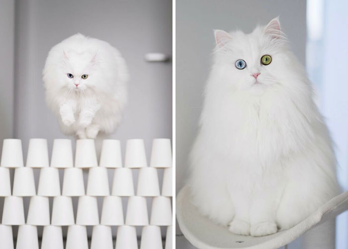 Cat Goes Viral On Social Media For Completing Challenging Obstacle Tests