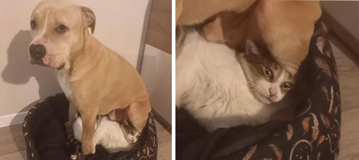 La relación entre mi gato y mi perro