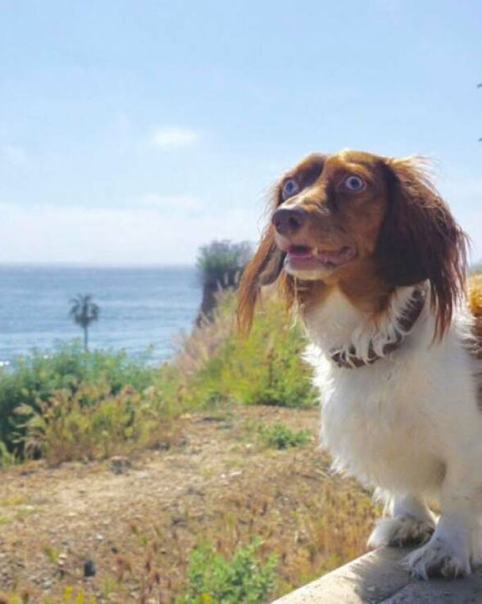 Fergus Having An Epiphany