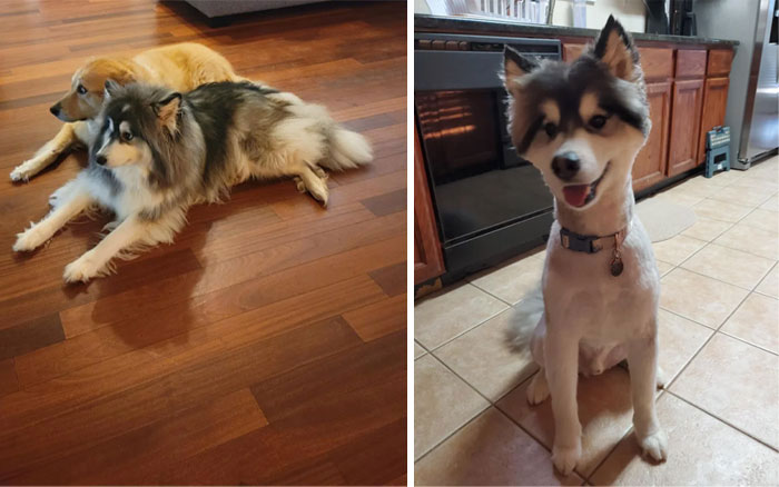 My Boy Ended Up Freaking Out At The Groomers And His Trim Ended Up Being A Buzz Cut