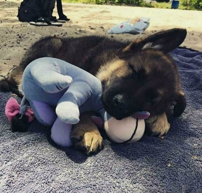 German Shepherd Pup At Training