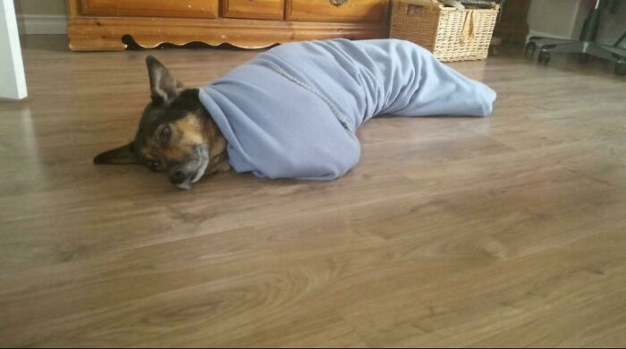 She Stayed Like This, Not Blinking, For Half And Hour Before Wiggling Her Front Paws To Let Me Know Burrito Time Was Over