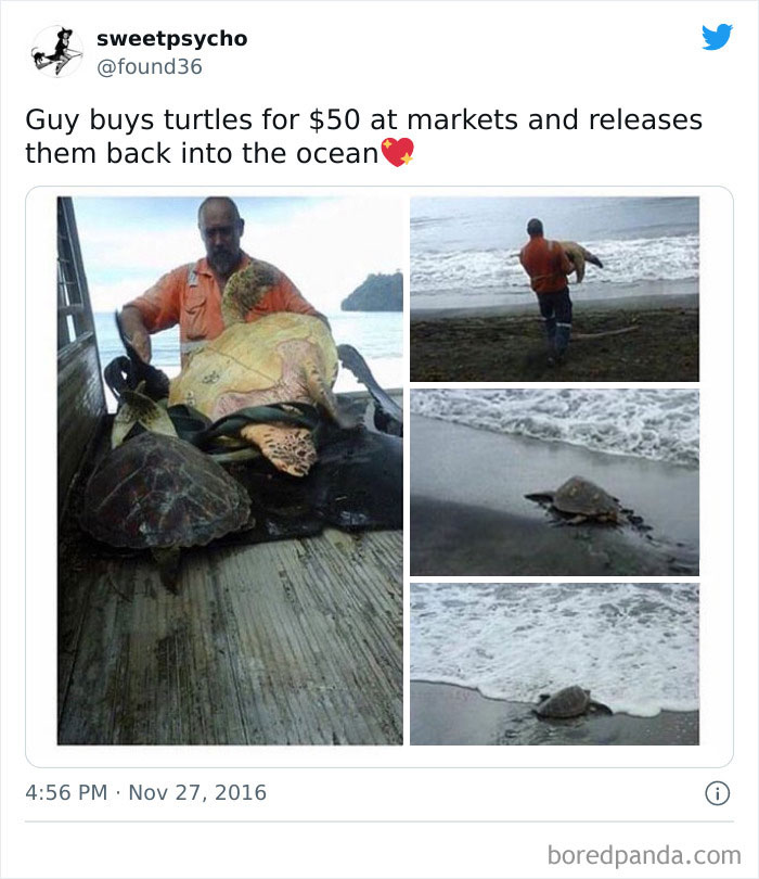 Wholesome-Meet-The-Internet