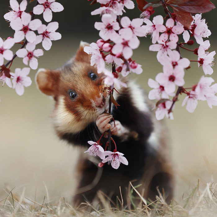 This Wildlife Photographer Spent 10 Years Photographing Wild Hamsters, And Here Are His Best 30 Pictures