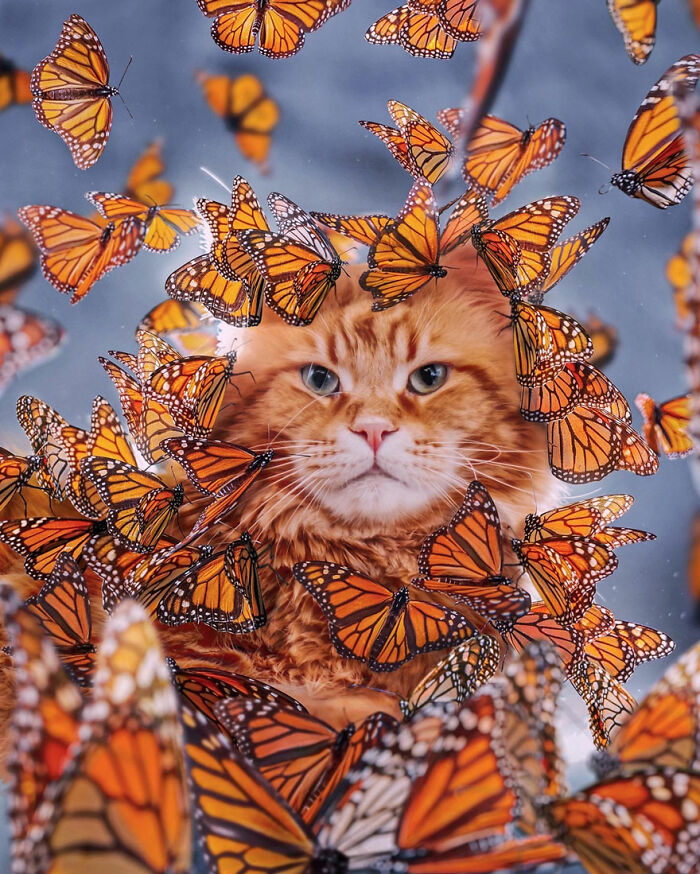Orange cat surrounded by numerous monarch butterflies, illustrating a vibrant scene at the Monarch Butterfly Biosphere Reserve.