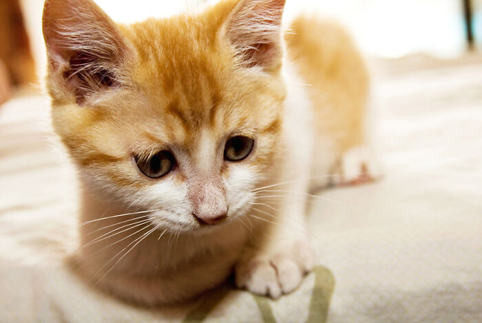 30 Pet Names That Members Of This Online Community Have Encountered And Found The Absolute Worst