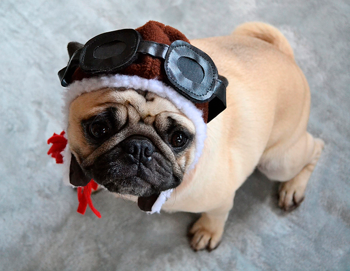 &ldquo;Dog Mom&rdquo; Vents About Being Excluded From Mother&rsquo;s Day Outing, Throws A Tantrum When Friend Tries To Explain That It&rsquo;s Not The Same As Having Children