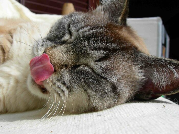 30 Pet Names That Members Of This Online Community Have Encountered And Found The Absolute Worst