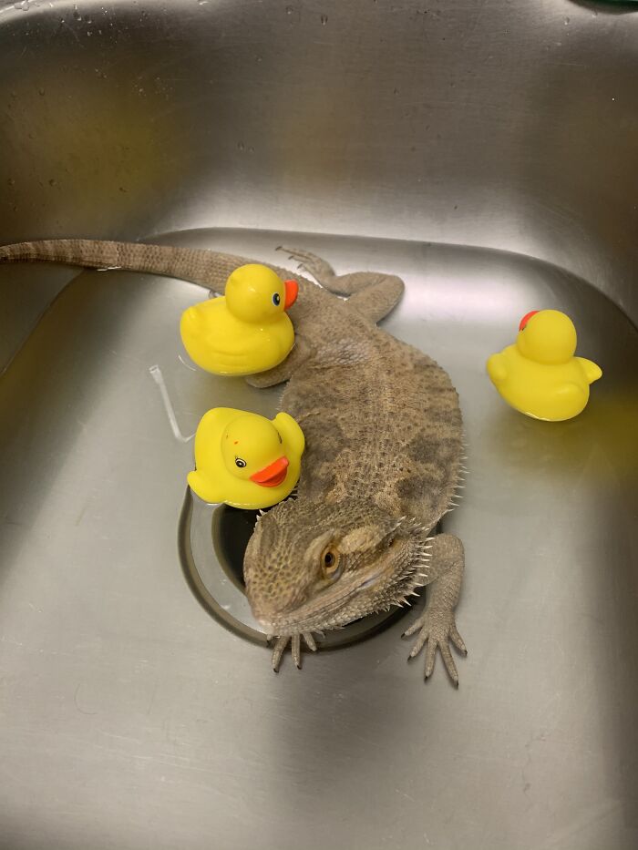 Letting Him Bathe In His Kiddie Pool Outside While We Barbecue!!