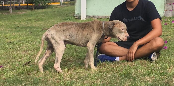 This Dog Was Found Extremely Malnourished, A Few Months Later He’s Unrecognizable As He Recovers And Then Finds A Forever Home - 5