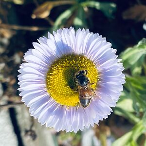 blowupthesun1 avatar