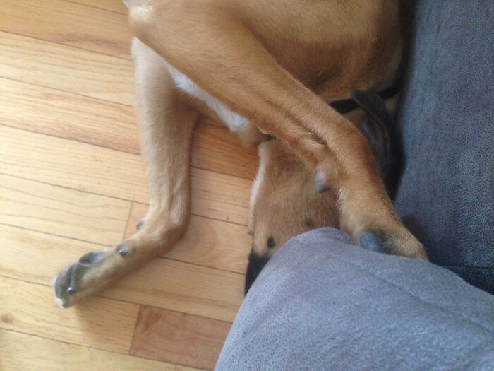 She Always Sleeps With Her Head In The Couch If She’s Mad At Me