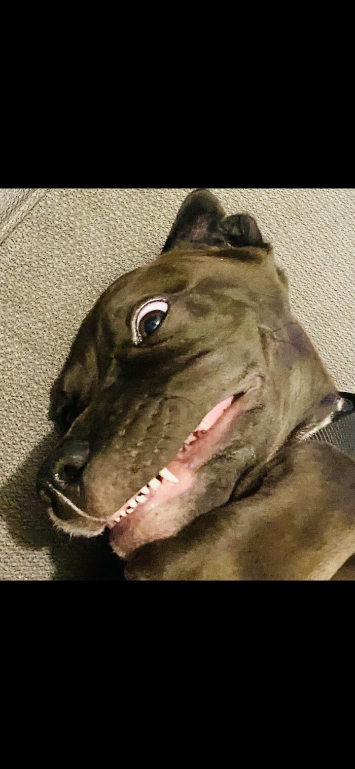 This Is My Silly Doggie!