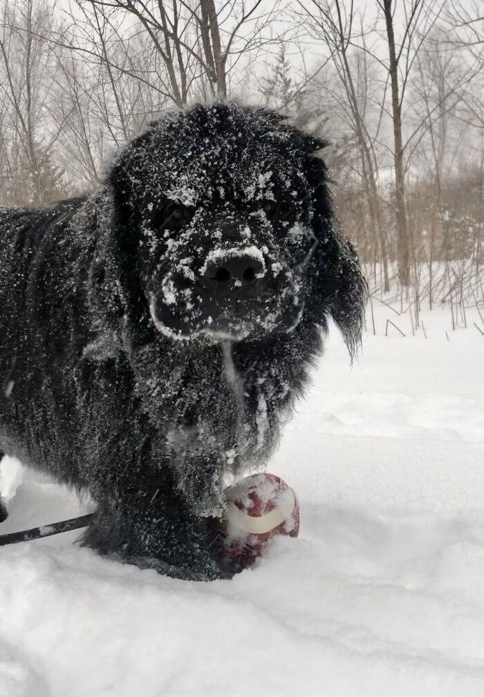 Yes, I Will Run Inside Home And Shake All The Snow On The Couch.