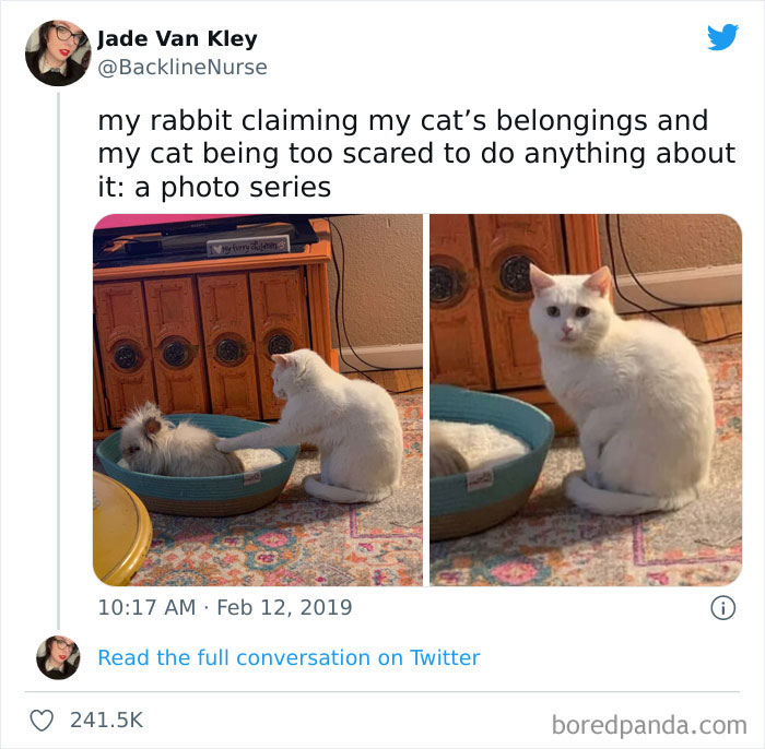 Funny-Cat-Dog-Tweets