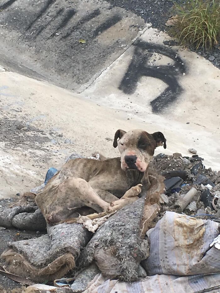 This Dog Was Found Extremely Malnourished, A Few Months Later He’s Unrecognizable As He Recovers And Then Finds A Forever Home - 2