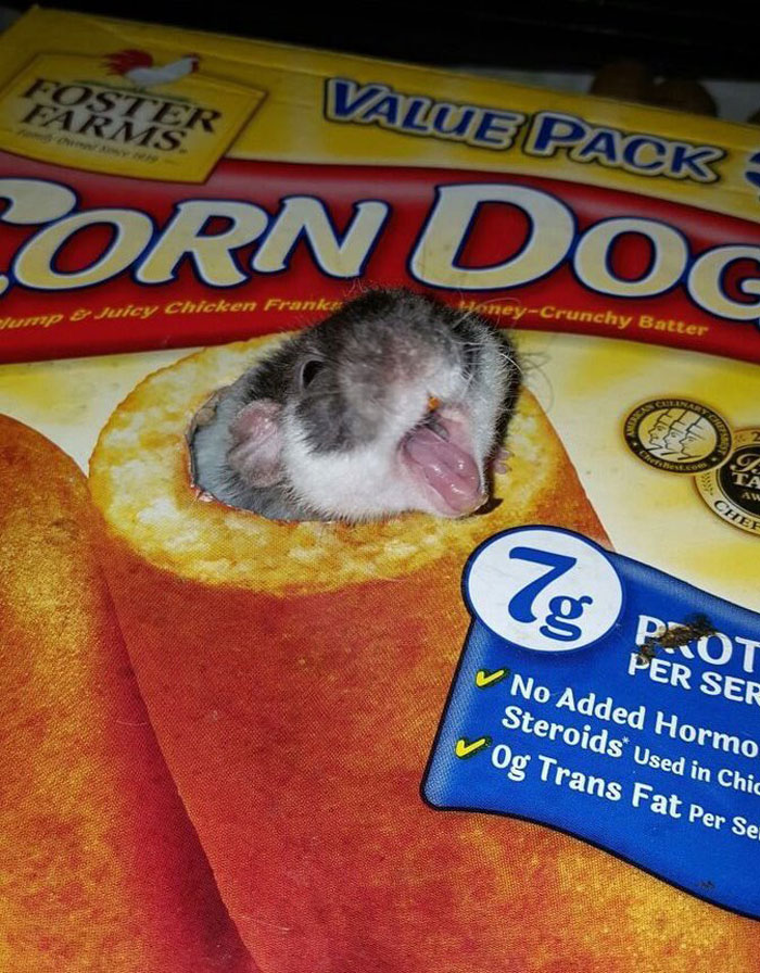 Legalize-Rats-Twitter