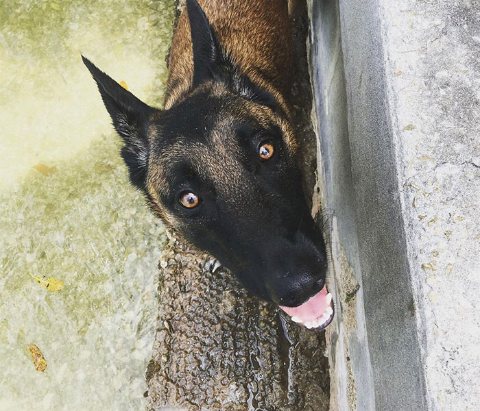 Eva The Dog Heroically Saved Her Owner&rsquo;s Life During Mountain Lion Attack