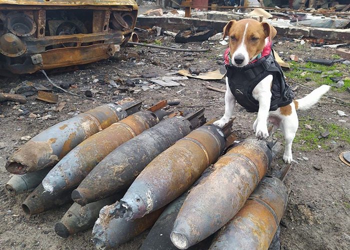 Hero Pup Patron Awarded Medal By Ukrainian President Zelensky For Sniffing Out Over 250 Bombs And Munitions Hero Pup Patron Awarded Medal By Ukrainian President Zelensky For Sniffing Out Over 250 Bombs And Munitions