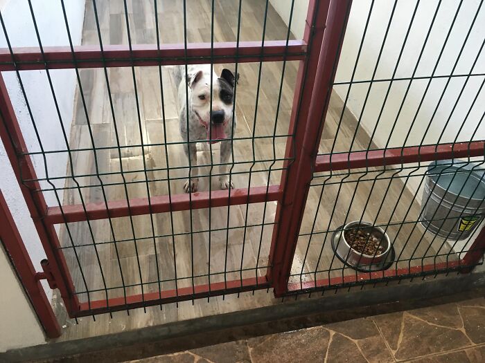 This Dog Was Found Extremely Malnourished, A Few Months Later He’s Unrecognizable As He Recovers And Then Finds A Forever Home - 11