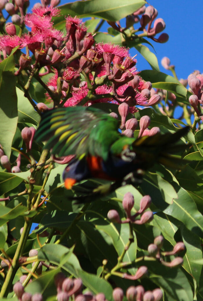 Rainbow Lorikeet: Photo Taken In My Garden