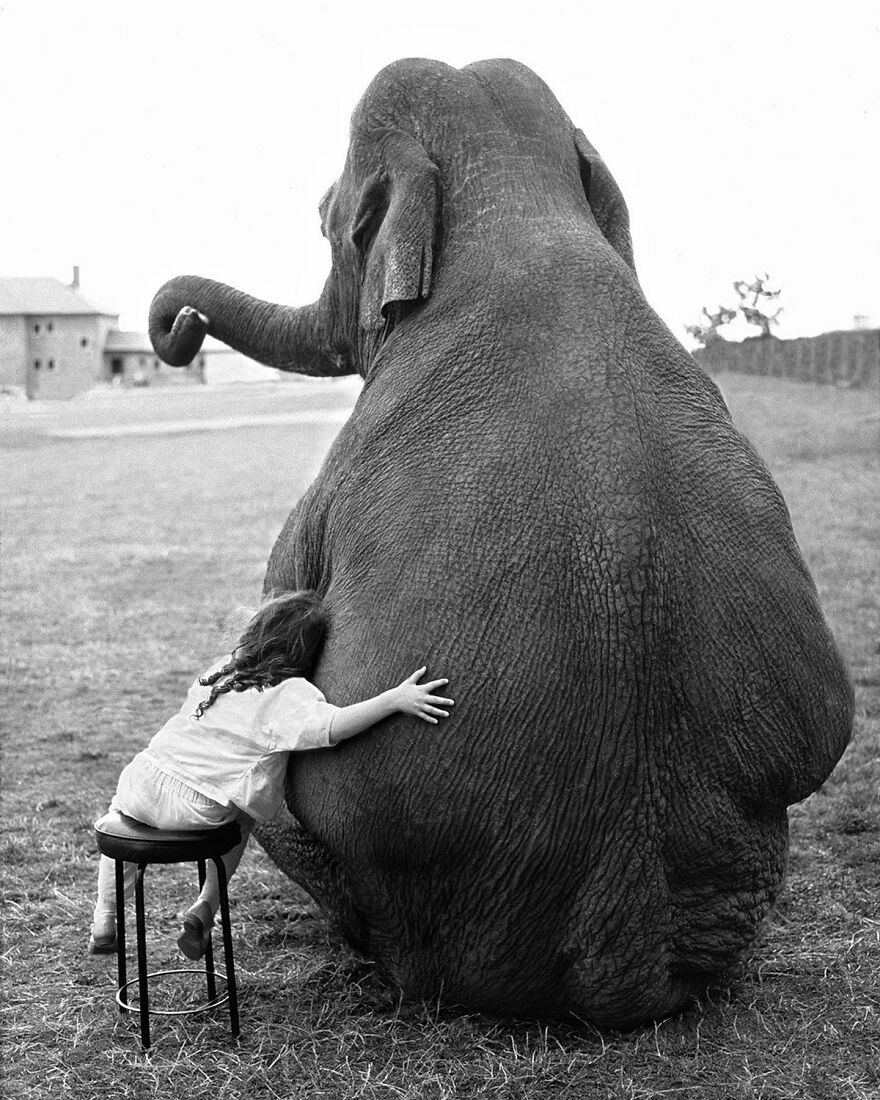 Here Are 62 Powerful Animal Images From Instagram "The Decisive Moments Magazine"