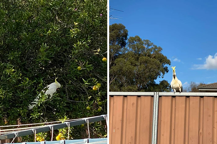 It’s A Crap Bird! Stole So Many Mandarins Then Had The Hide To Squawk At Me When I Said “Oi! What Are You Doing??”