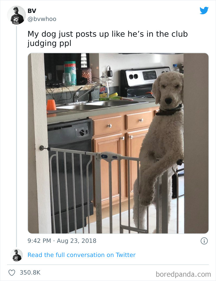 Funny-Cat-Dog-Tweets