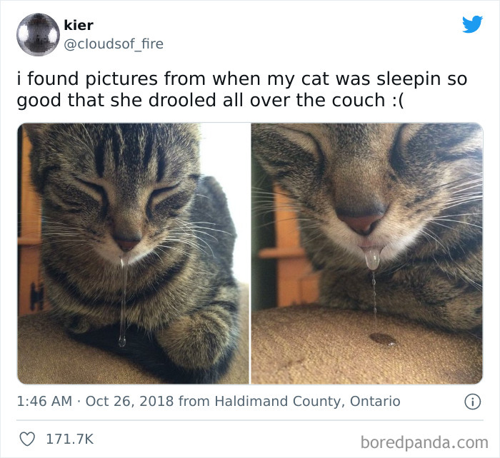 Funny-Cat-Dog-Tweets