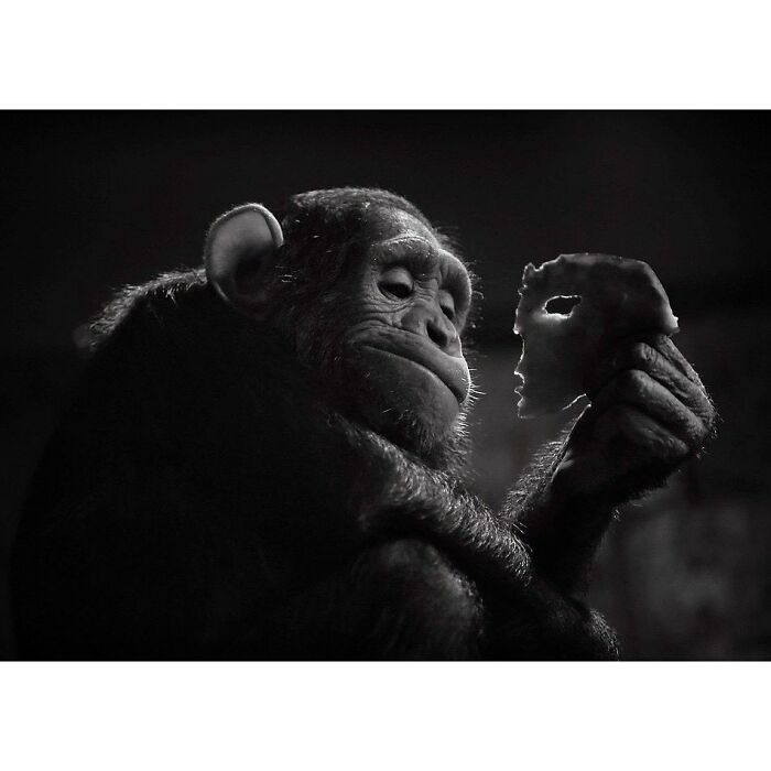 Here Are The 30 Most Jaw-Dropping Animal Photos, As Shared By "The Decisive Moments Magazine"