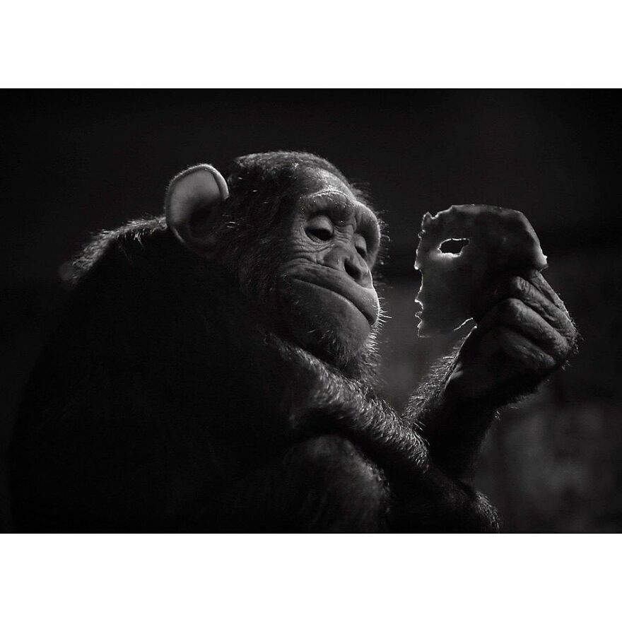 Here Are 62 Powerful Animal Images From Instagram "The Decisive Moments Magazine"